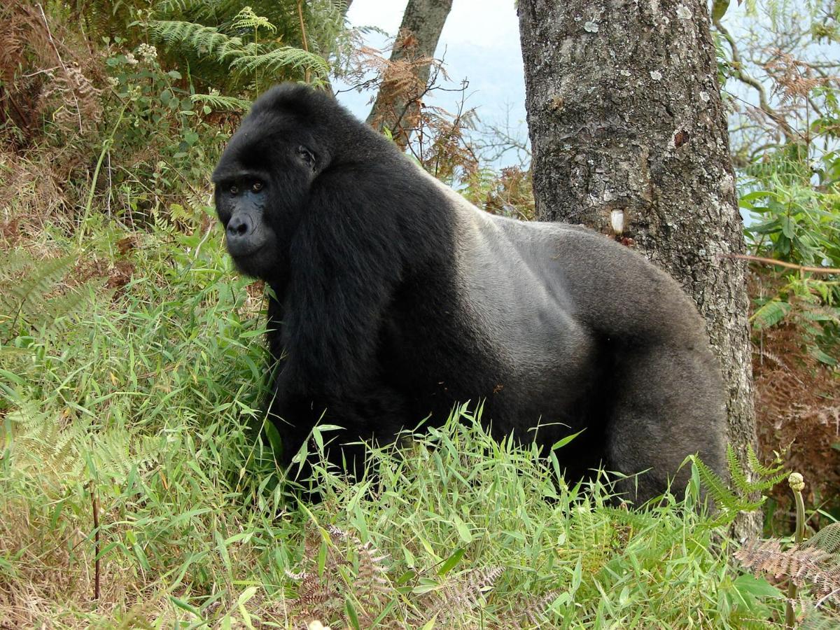 Clouds Mountain Gorilla Lodge Kisoro Extérieur photo